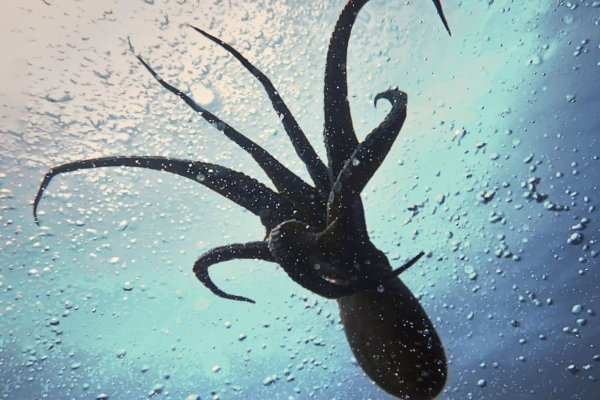Кракен сайт 1kraken me официальный
